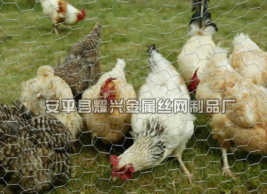 养鸡六角网