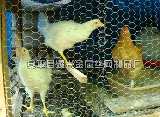 养鸡六角网